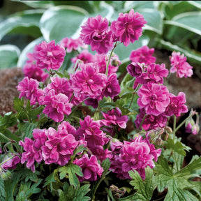 Storchschnabelmischung Double Jewel (rosa, blau, weiß) (x3) - Geranium pratense double jewel, himalayense birch - Willemse