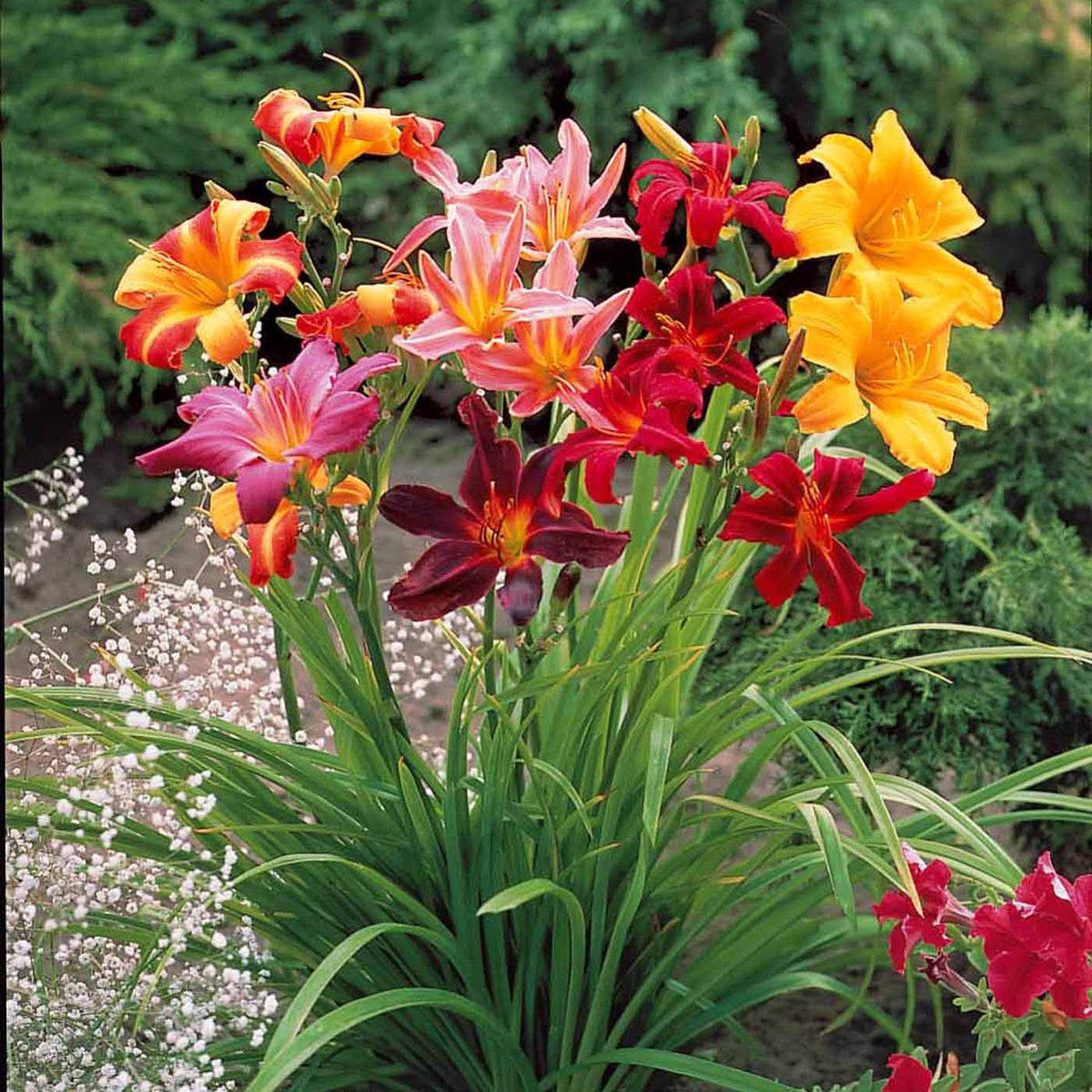 Taglilien Mischung (x5) - Willemse