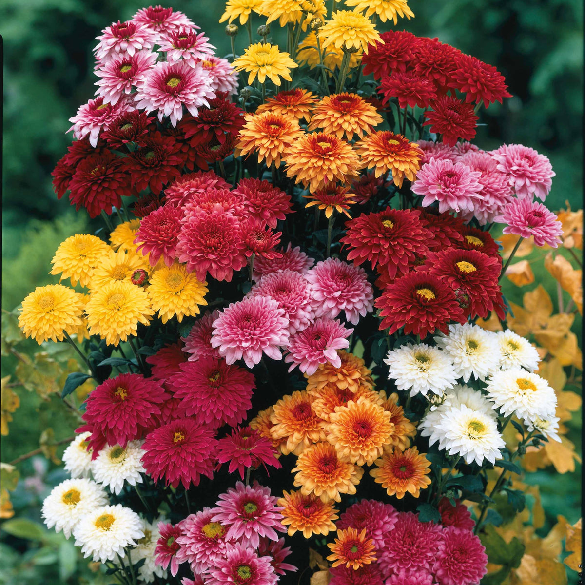 Herbst-Chrysanthemen Mischung (x3) - Dendranthema indicum - Willemse