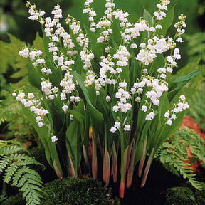 Verkauf Maiglöckchen Mischung (3 Weiß + 3 Rosa + 3 Riesen Bordeaux) (x 9) - Convallaria majalis
