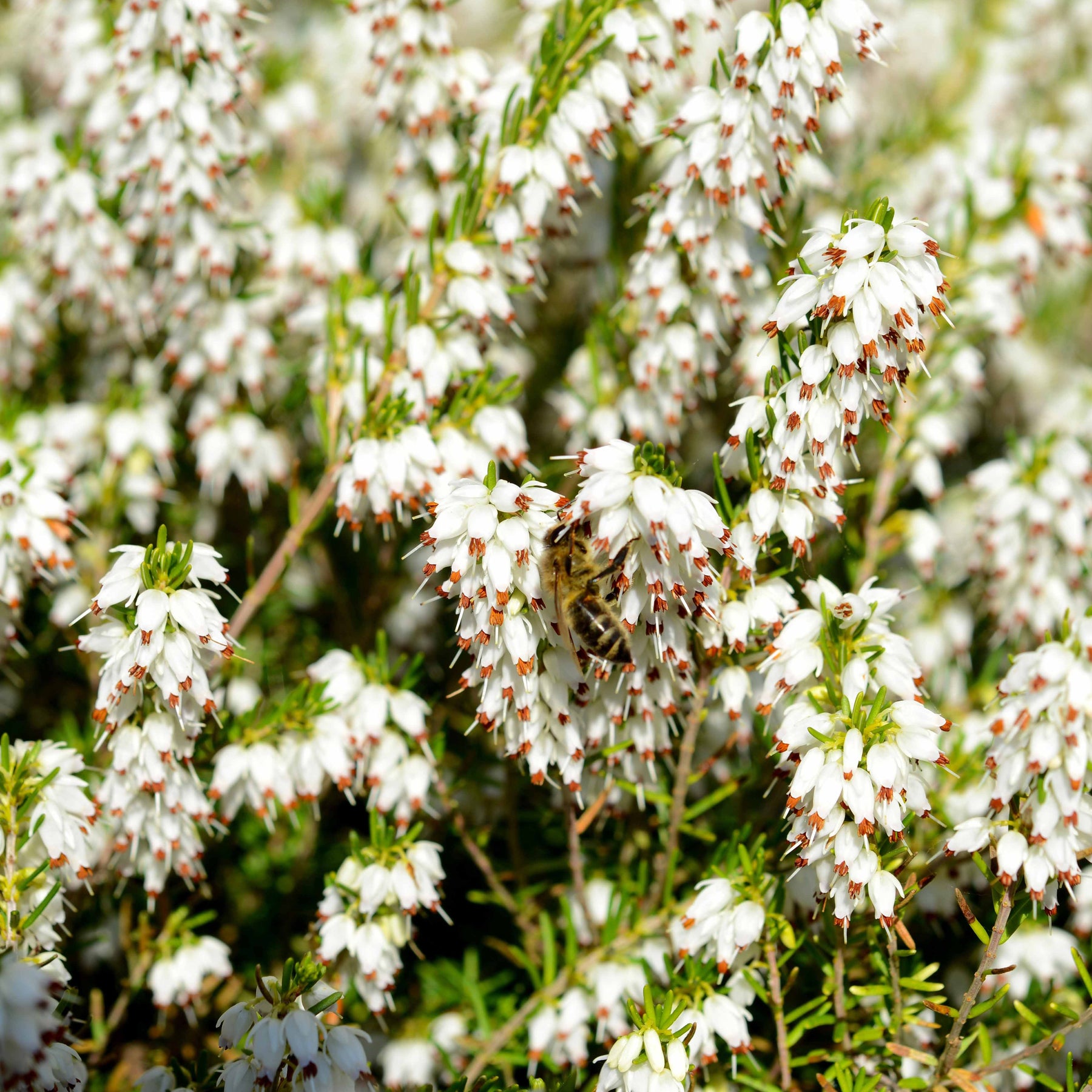 Blühende Stauden - Winterheiden Mischung (rot + rosa + weiß) (x6) - Erica darleyensis