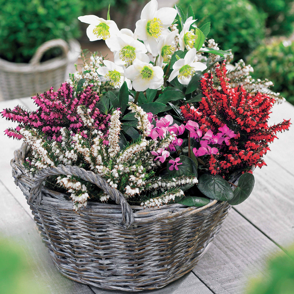 Winterkollektion (x4) - Erica + helleborus niger - Willemse