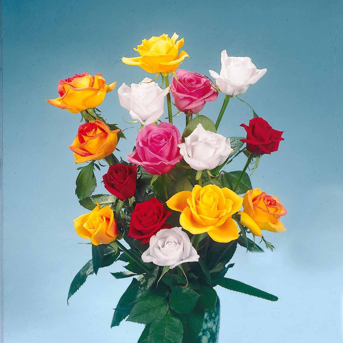 Rosen Mischung (x5) - Willemse