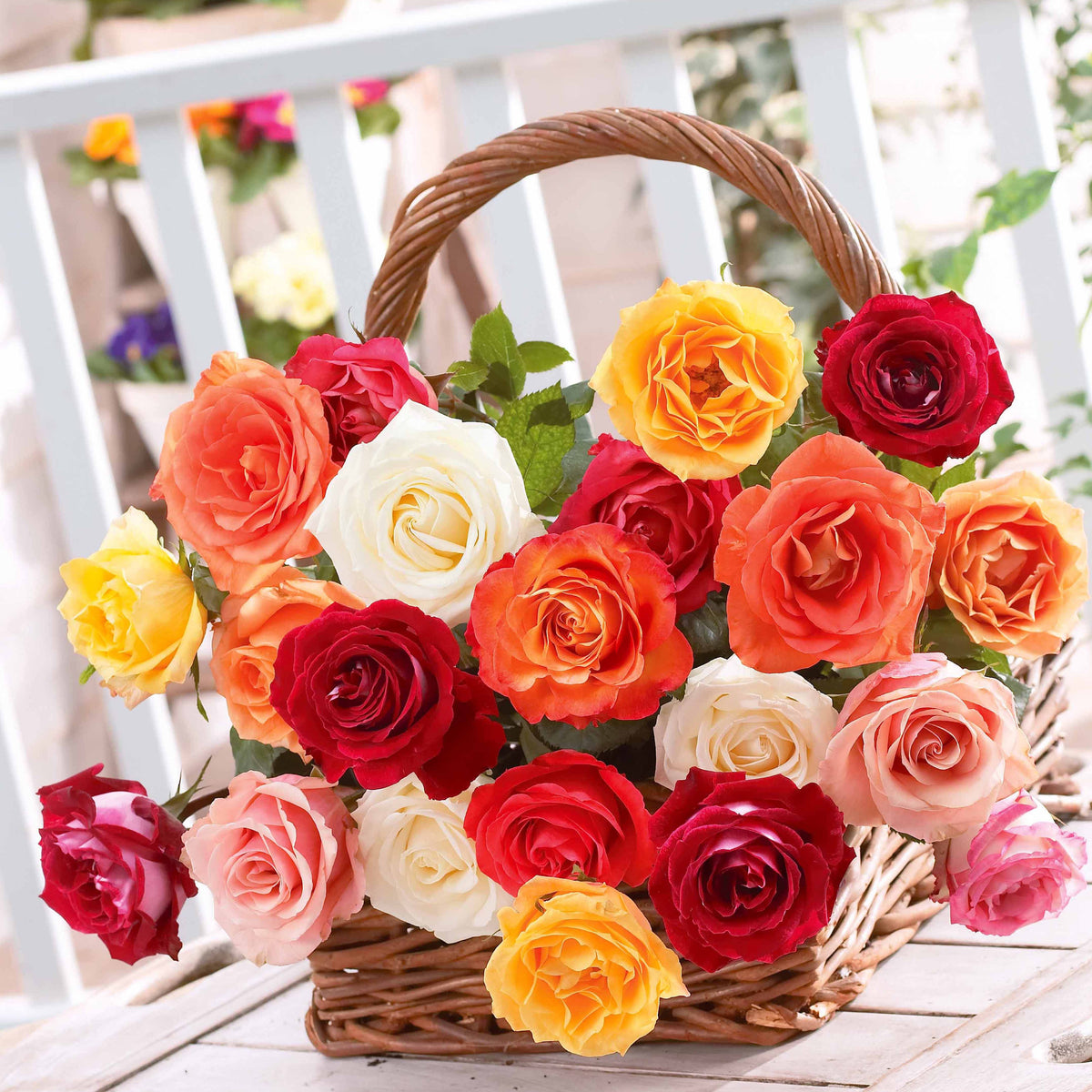 Strauchrosen Mischung (x10) - Rosa - Willemse