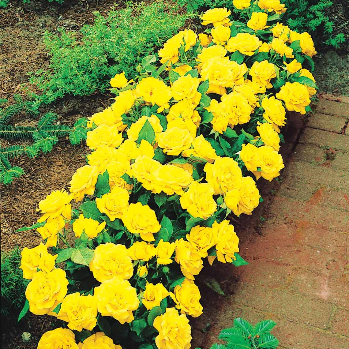 Randilla-Mini-Rosen: rot + gelb + rosa (x3) - Bodendeckerrosen - Willemse