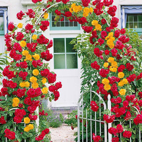 Duo Kletterrose (Vlammenspel, Paul's Lemon Pillar) (x2) - Willemse