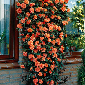 Kletterrosen Mischung (Metanoia, Musimara, Indigo) (x3) - Rosa 'métanoia', 'musimara', 'indigoletta'