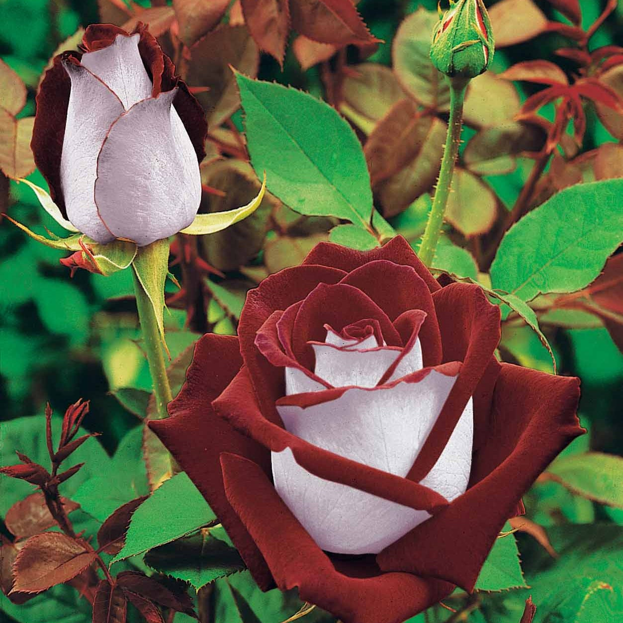 Strauchrosen Mischung (Osiria, Famosa, Double Deli) (x3) - Rosa 'osiria', 'famosa','double delight' - Willemse