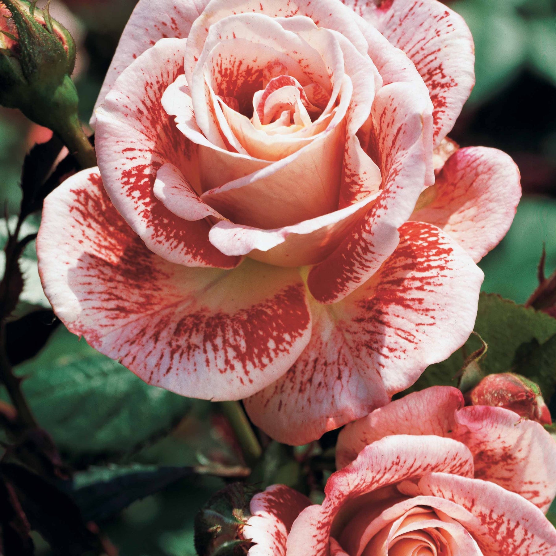 Rosa 'osiria', 'famosa','double delight' - Strauchrosen Mischung (Osiria, Famosa, Double Deli) (x3) - Rosen - Nackte Wurzeln