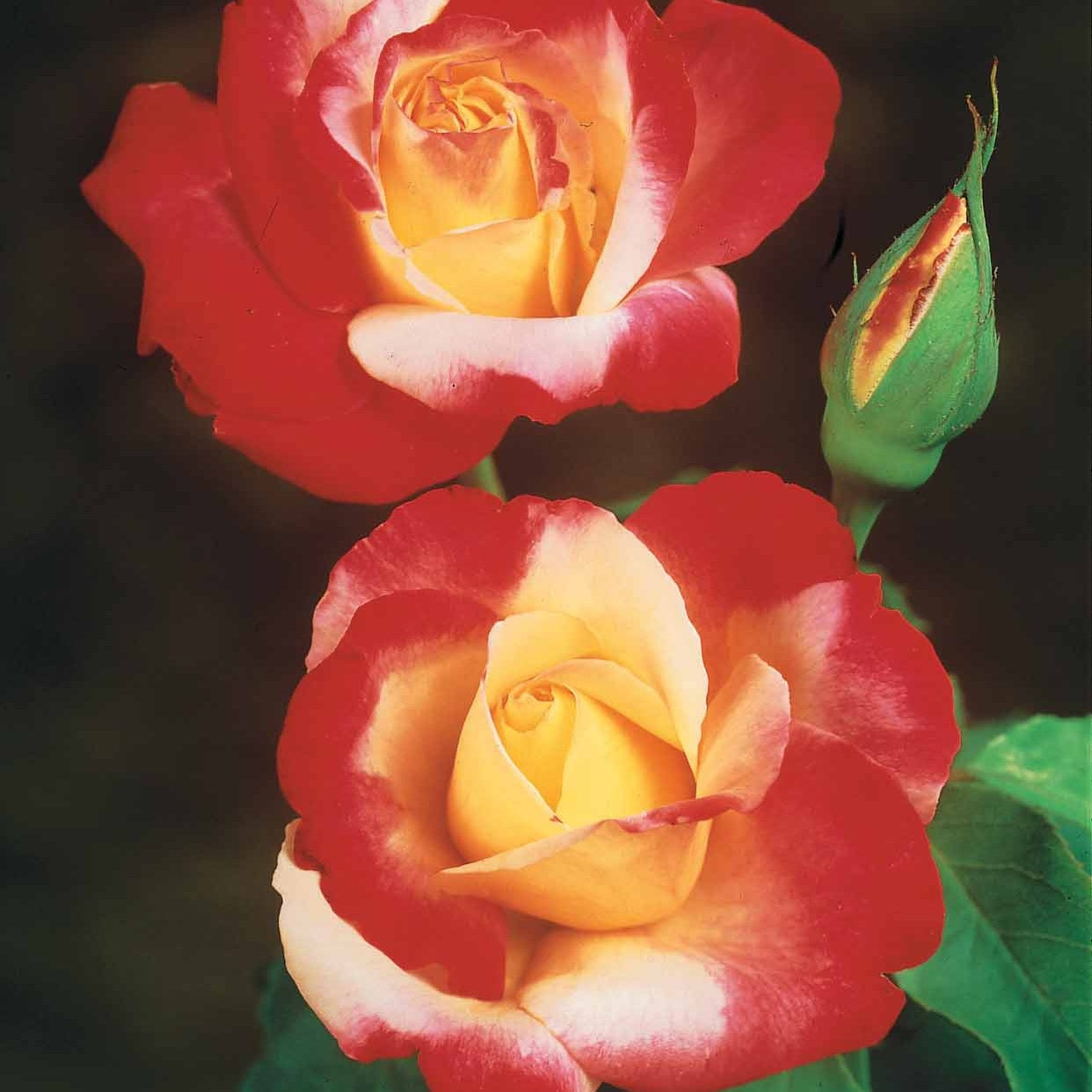 Rosen - Nackte Wurzeln - Strauchrosen Mischung (Osiria, Famosa, Double Deli) (x3) - Rosa 'osiria', 'famosa','double delight'