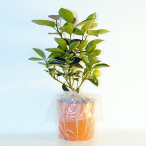 Zitrusfrüchte - Zitrus-Kollektion Kumquat & Zitronenbaum (x2) - Citrus lemon vulcan + fortunella