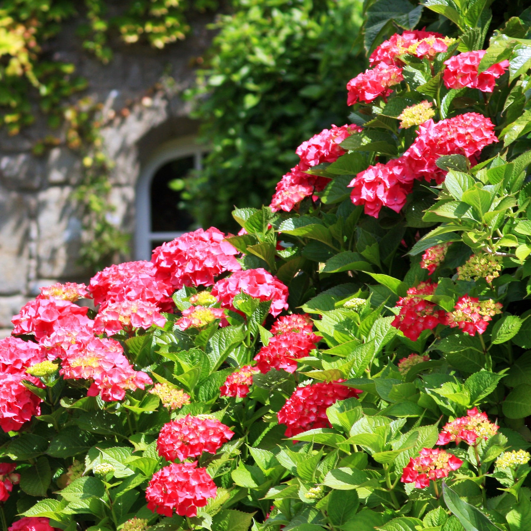 Hortensien-Sammlung: rot, blau, rosa (x3) - Hydrangea macrophylla - Willemse