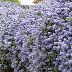 Säckelblume Victoria - Willemse