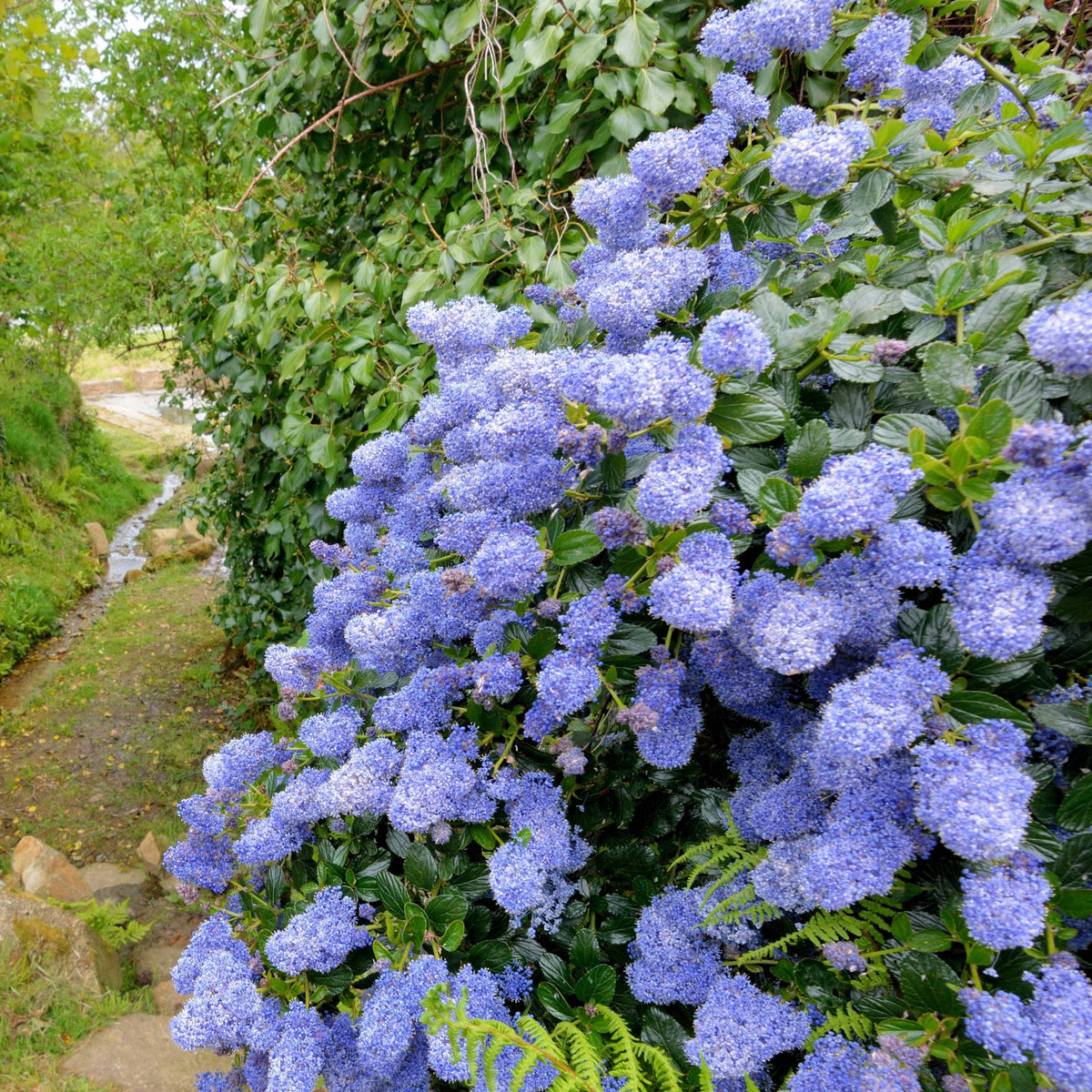 Ceanothus impressus Victoria - Säckelblume Victoria - Ceanothus - Kalifornischer Flieder