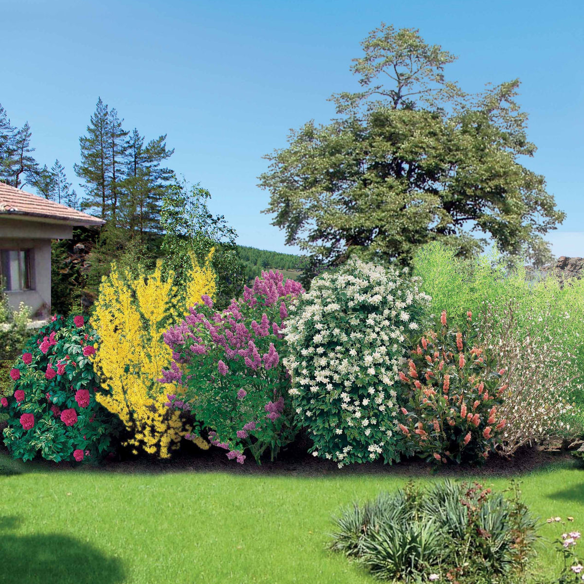 Verkauf Blühende und duftende Hecke (x12) - Heckensträucher