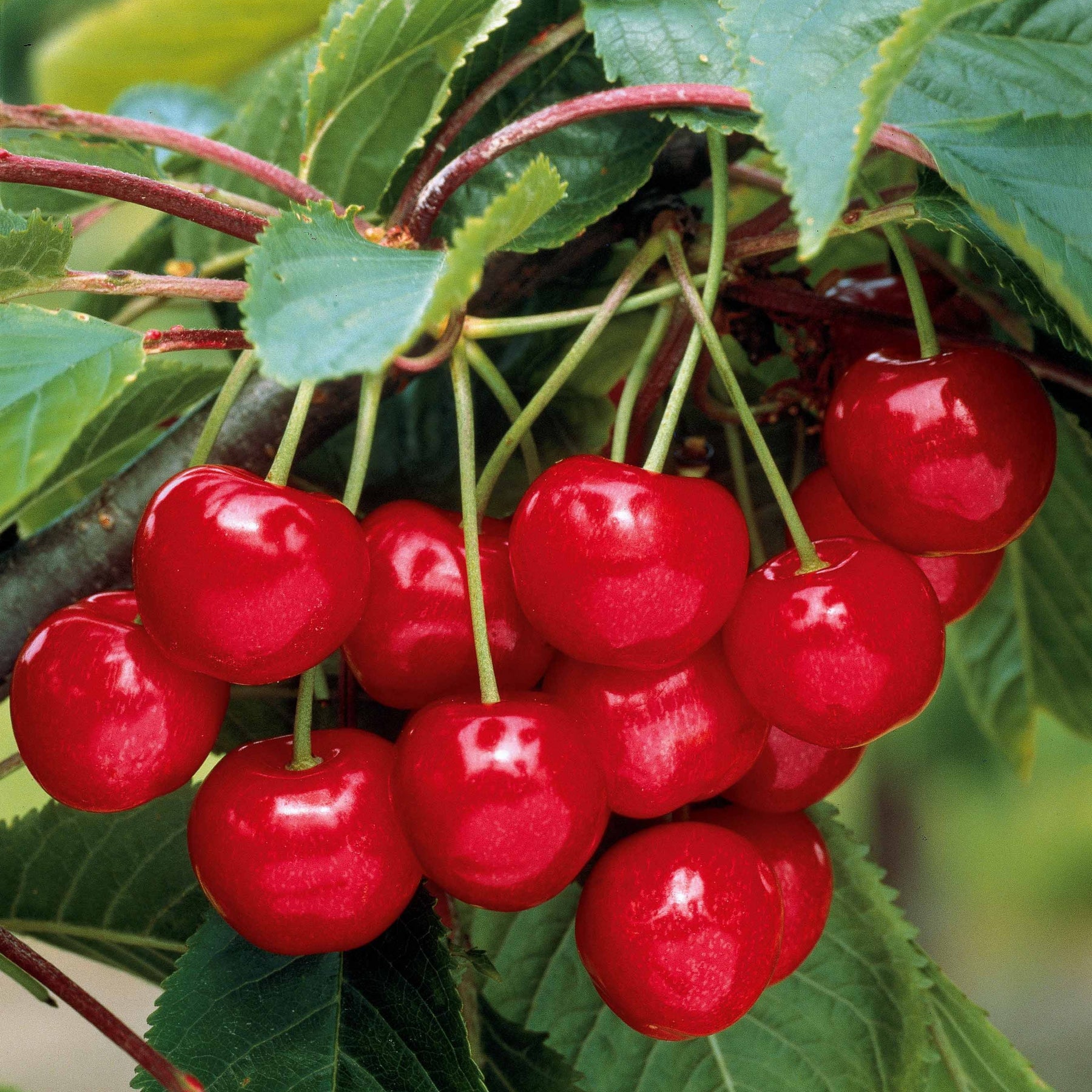 Verkauf Minikirschen (Burlat, Van, Napoleon) (x3) - Prunus avium van, napoleon, burlat