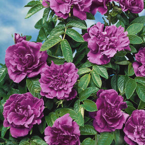 Rosen - Nackte Wurzeln - Botanische Rosen (x2) - Rosa rugosa hansa , boule de neige