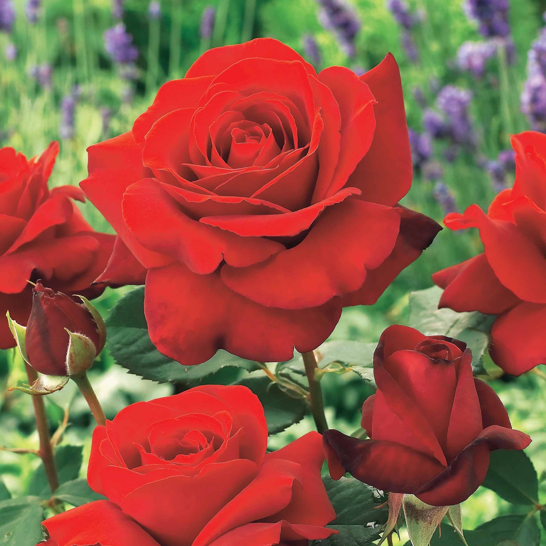 Strauchrosen Mischung - Rosa Osiria, Malaga, Blue moon, La magie du Parfum, Whisky, Famosa, Double Delight