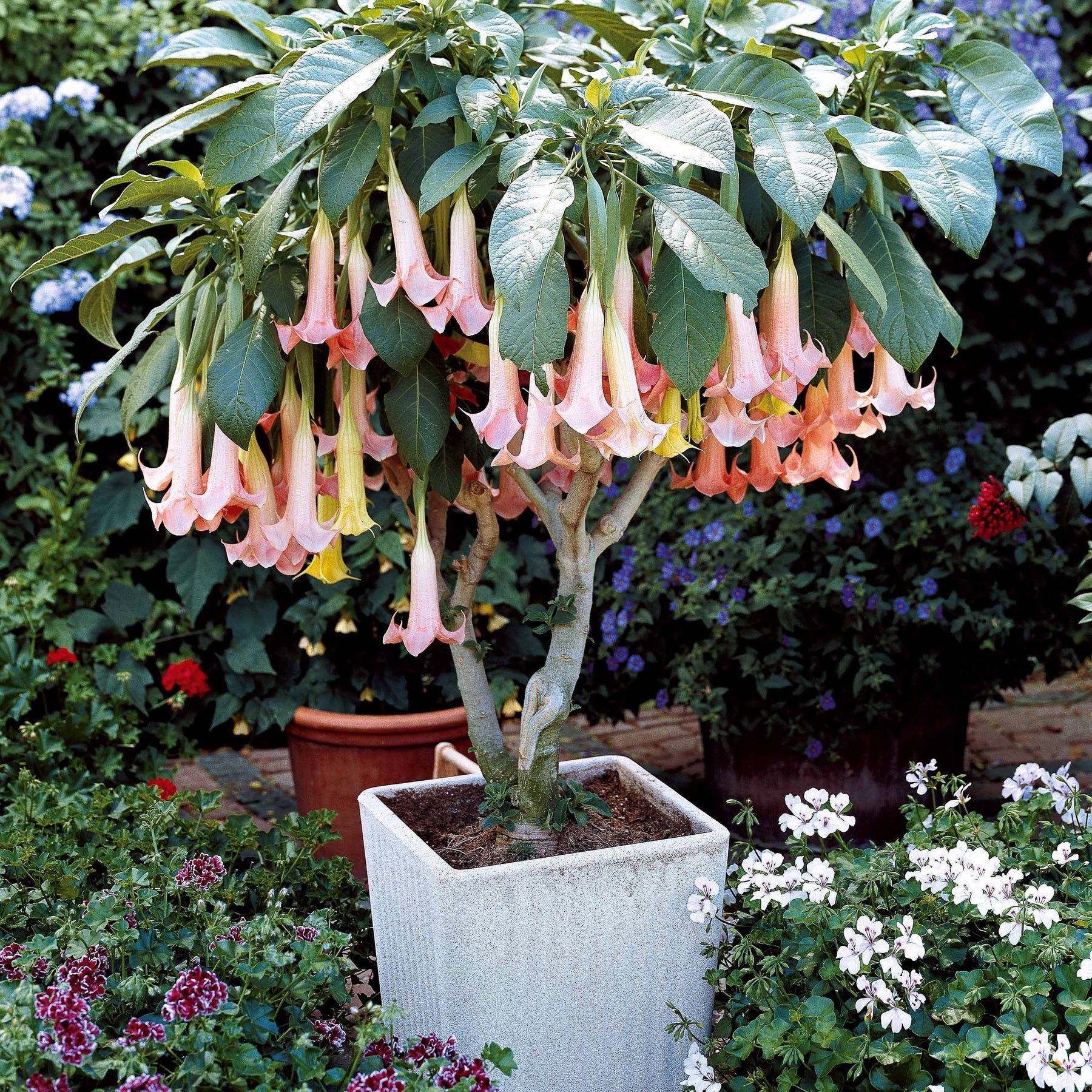Brugmansia - Brugmansia-Sammlung: Rot und Gold, Gelb, Rosa. (x3) - Brugmansia