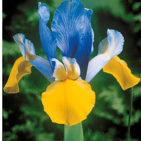 Iris-Zwiebeln - Holländische Schwertlilien Mischung (x40) - Iris hollandica frans hals, rosario, tiger eyes, b