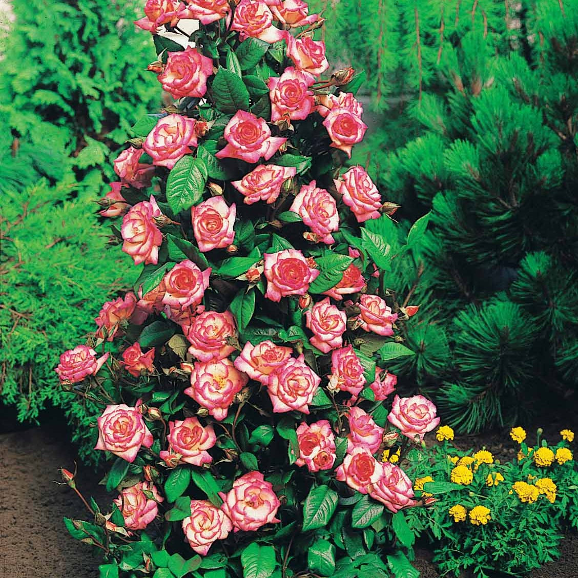 Rosa shalom + haendel + westerland+korbin - Strauchrosen Mischung (Shalom, Korbin, Westerland, Hand) (x4) - Rosen - Nackte Wurzeln