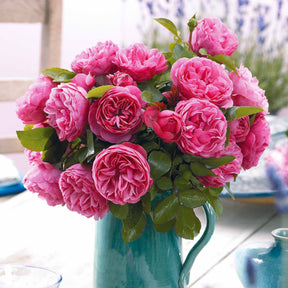 Kollektion Beetrosen ( Red Leonardo Da Vinci +  Leonardo Da Vinci) (x2) - Rosa floribunda red leonardo da vinci, leonardo da - Pflanzensorten