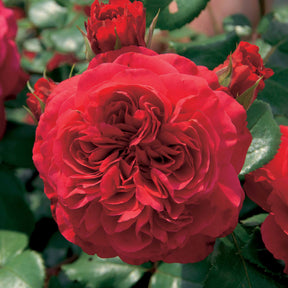 Kollektion Beetrosen ( Red Leonardo Da Vinci +  Leonardo Da Vinci) (x2) - Rosa floribunda red leonardo da vinci, leonardo da - Willemse