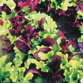 Pflücksalat Mischung - Willemse