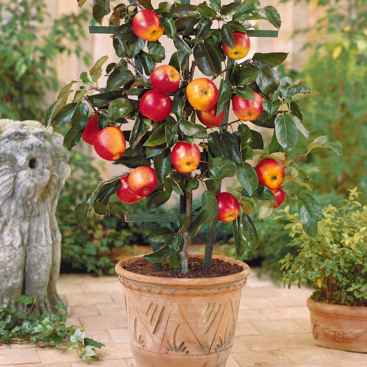 Sammlung von Mini Sommerobstbäumen (x4) - Pyrus communis, Prunus salicina ,Malus domestica, Prunus avium - Willemse