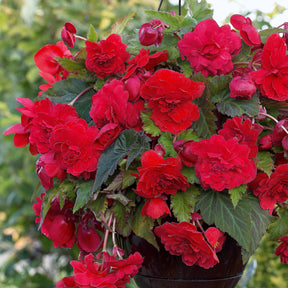 Duft-Begonien Mischung (x9) - Begonia 'red glory', 'angélique''pink delight' - Willemse