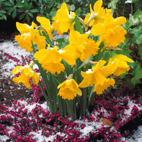 Monate Osterglocken Kollektio (x30) - Narcissus 'fortune', 'rijnveld early sensation', '
