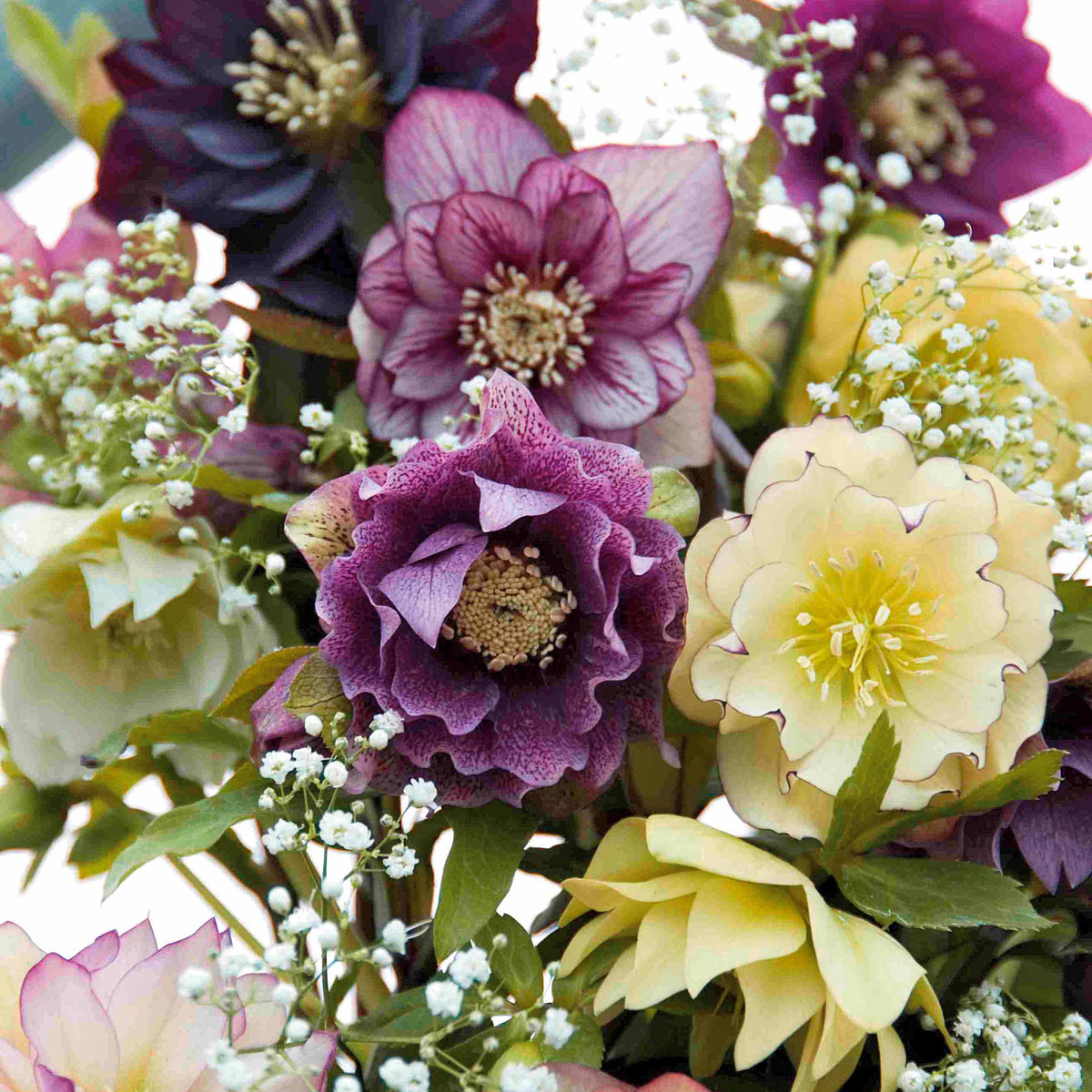 Christrosen Mischung (x3) - Helleborus orientalis - Willemse