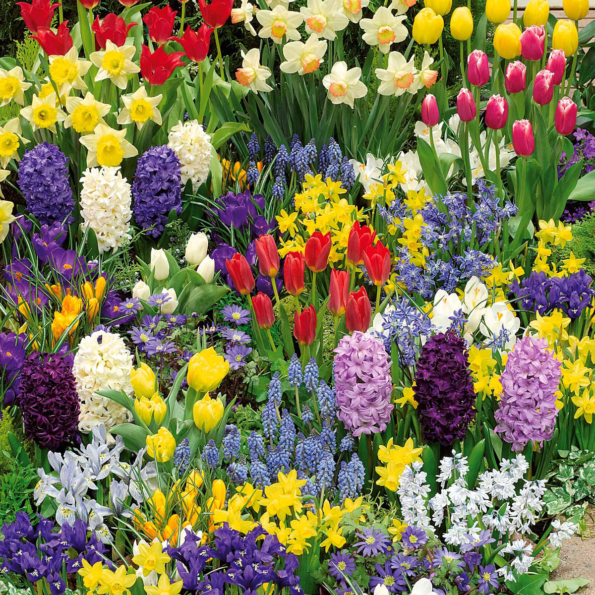 Frühlingsblumenzwiebel Mischung (x200) - Willemse