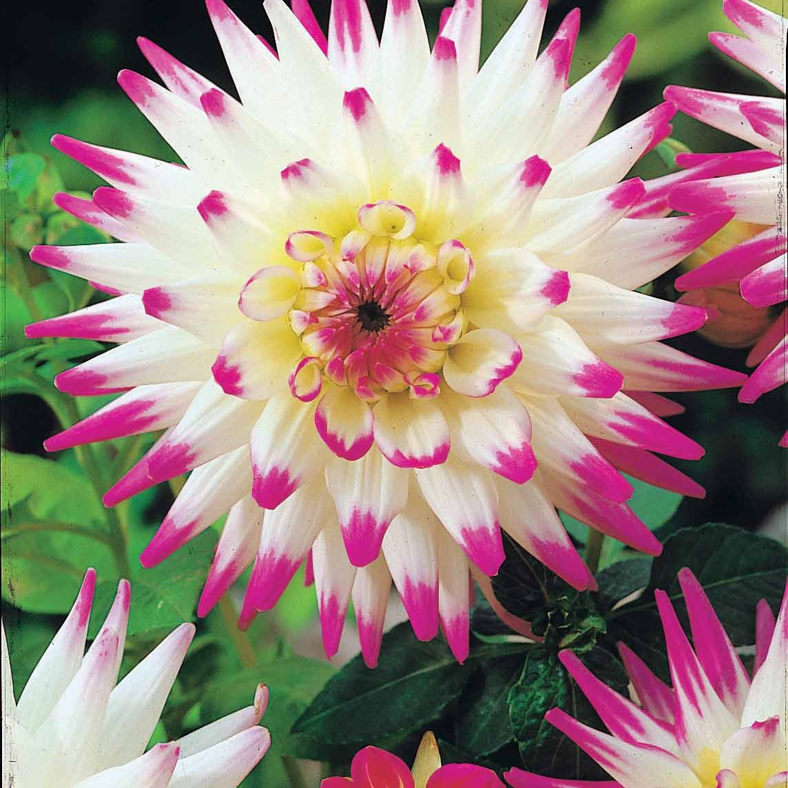 Kaktus-Dahlien Mischung (x8) - Dahlia 'haley jane', 'purple gem', 'oiseau de feu' - Willemse
