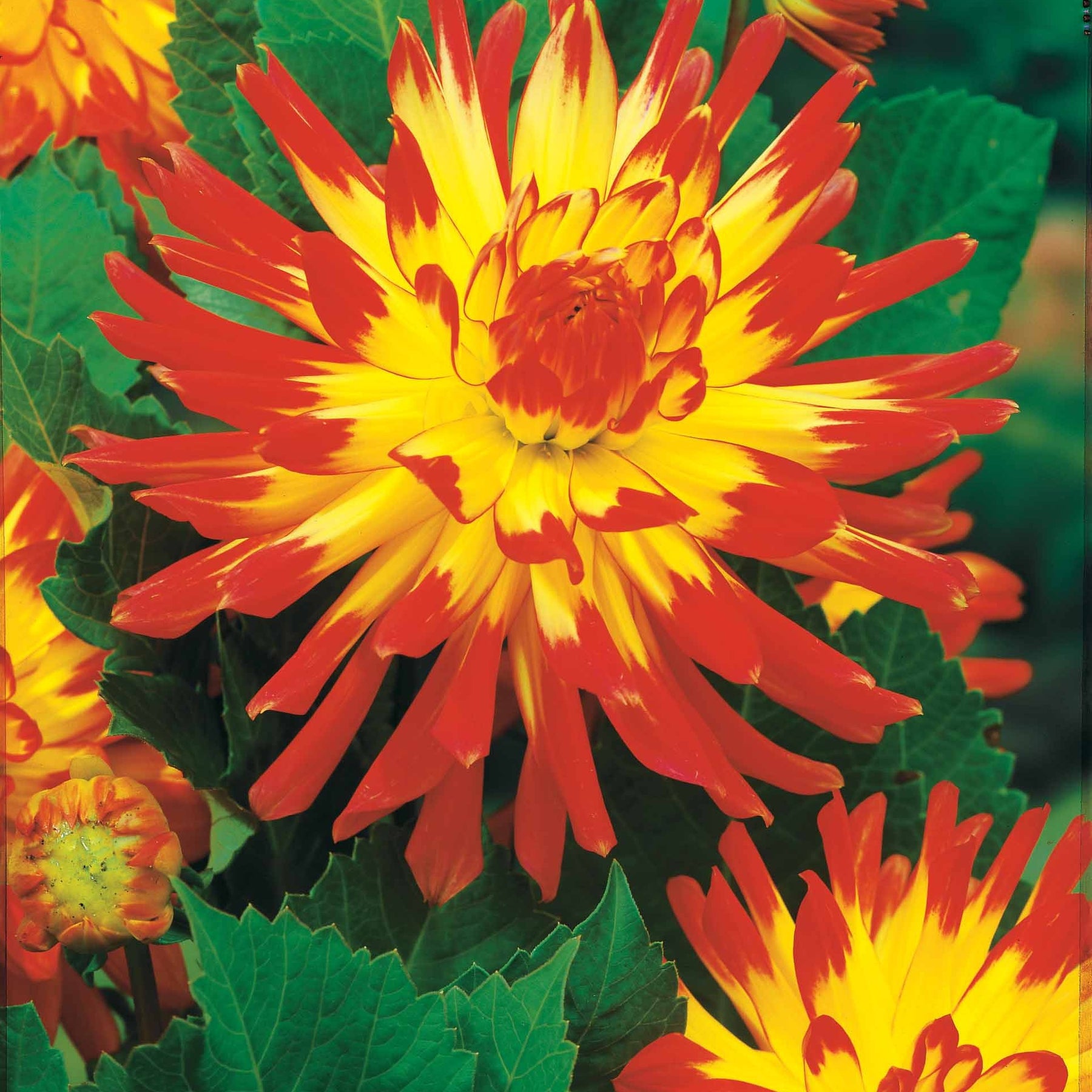 Verkauf Kaktus-Dahlien Mischung (x8) - Dahlia 'haley jane', 'purple gem', 'oiseau de feu'