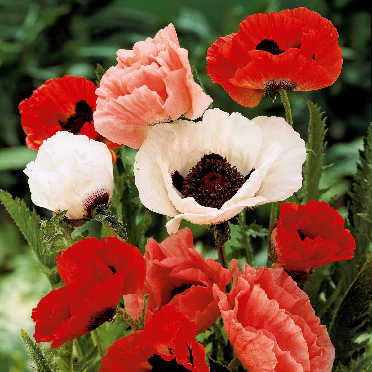 Mohnblumen Mischung (x3) - Papaver orientale - Willemse