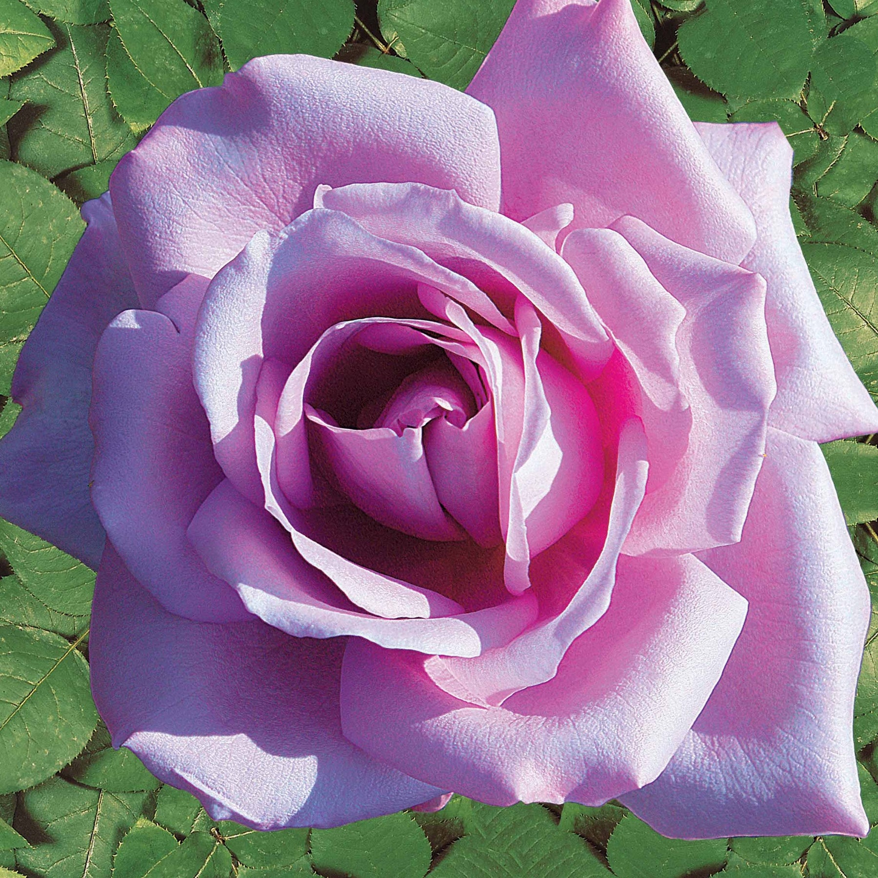 Verkauf Strauchrosen Mischung (Whisky, Malaga, Lune Bleue, Magie Parfu) (x4) - Rosa whisky, malaga,lune bleue, la magie du parfum