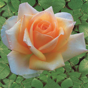 Rosen - Nackte Wurzeln - Strauchrosen Mischung (Whisky, Malaga, Lune Bleue, Magie Parfu) (x4) - Rosa whisky, malaga,lune bleue, la magie du parfum