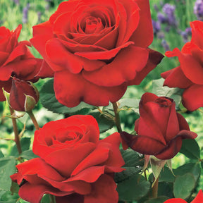 Strauchrosen Mischung (Whisky, Malaga, Lune Bleue, Magie Parfu) (x4) - Rosa whisky, malaga,lune bleue, la magie du parfum