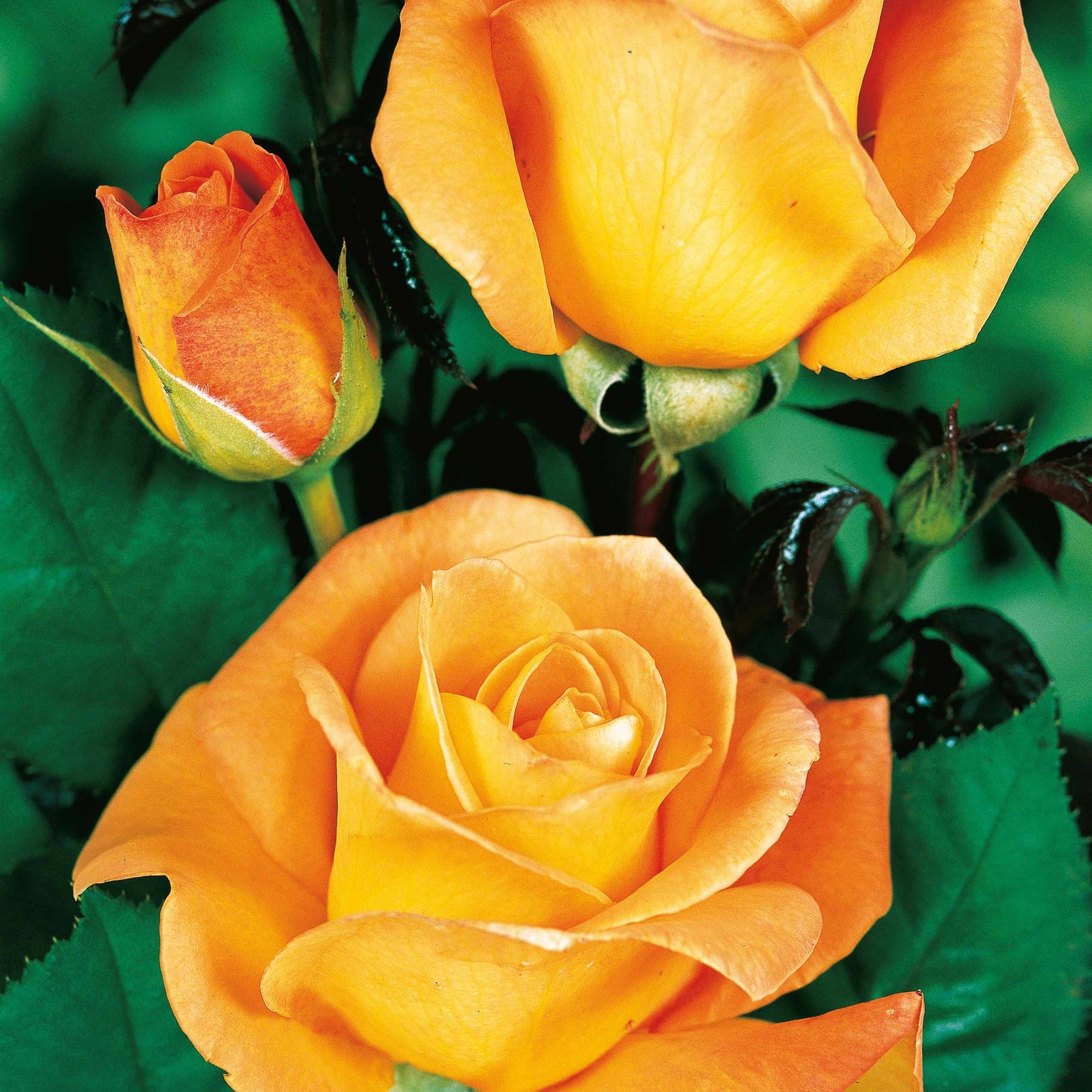 Rosa whisky, malaga,lune bleue, la magie du parfum - Strauchrosen Mischung (Whisky, Malaga, Lune Bleue, Magie Parfu) (x4) - Rosen - Nackte Wurzeln