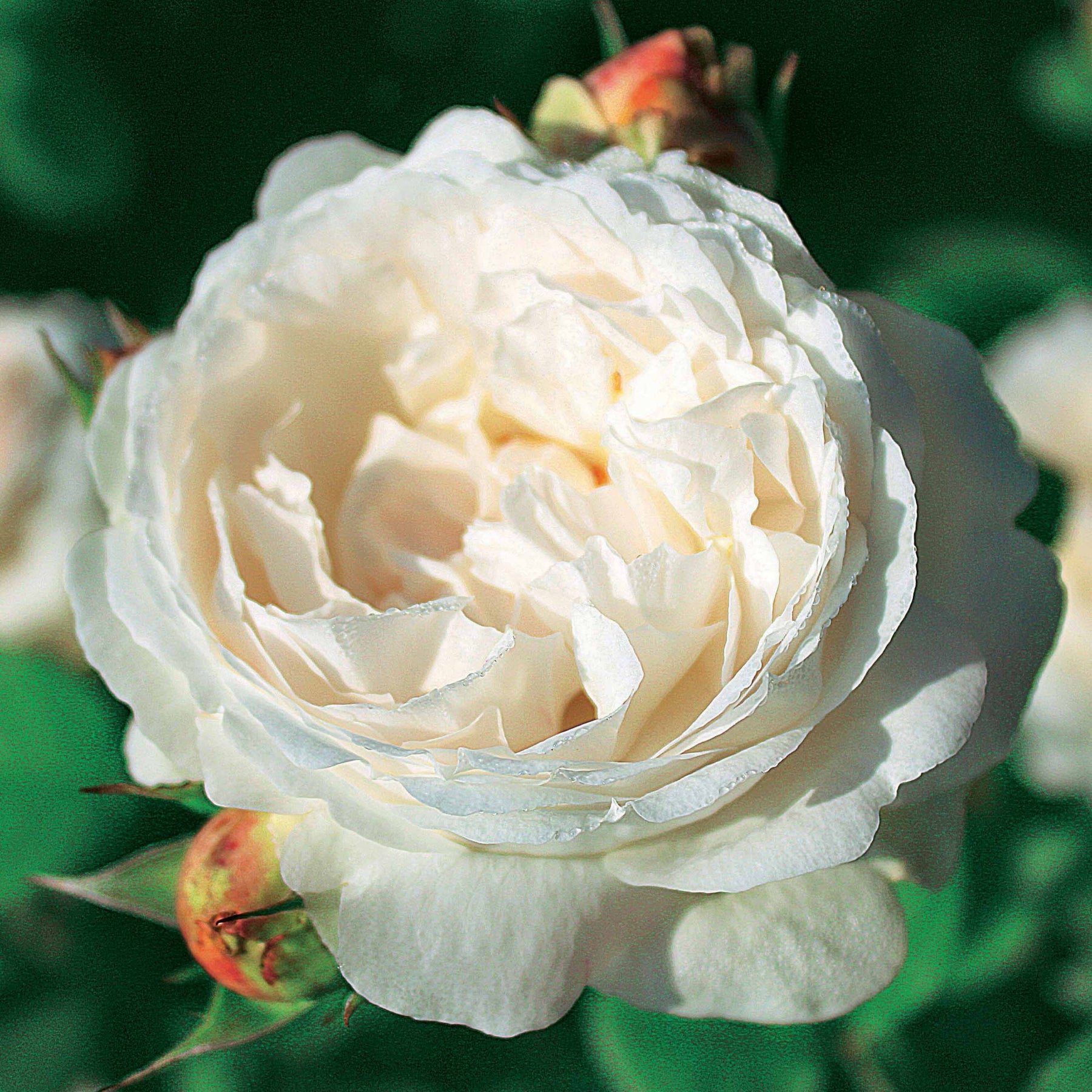 Rosa 'her's ausgreen' ® (ausblush), 'ausgreen's wi - Englische Rosen (Her's Ausgreen ®, Ausgreen's Winner ®) (x2) - Duftrosen