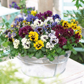 Gekräuselte Stiefmütterchen in einer Mischung (x2) - Willemse