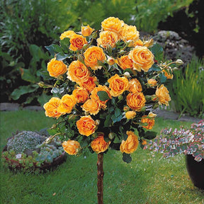 Rosa 'walztime' 'sunsilk''dame de coeur' - Stammrosen Mischung (Walztime, Sunsilk, Dame de Coeur) (x3) - Stängelrosen