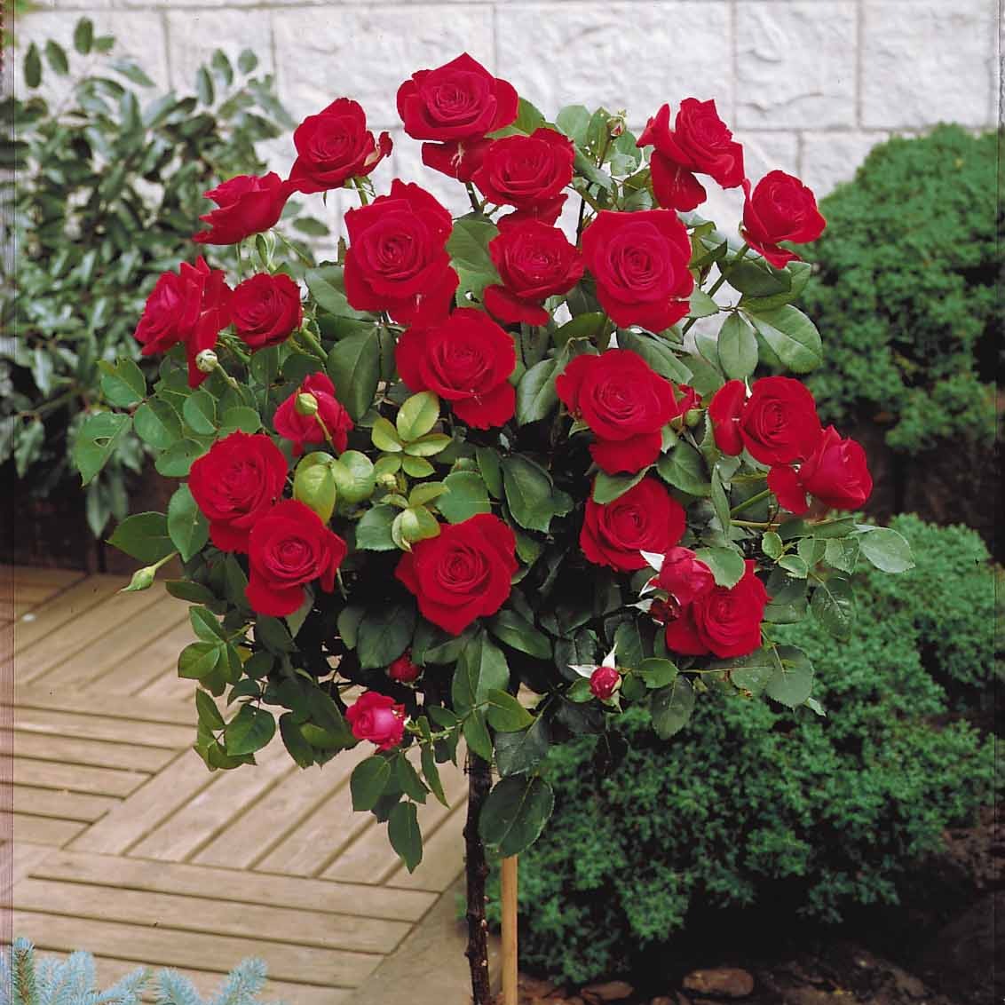 Stängelrosen - Stammrosen Mischung (Walztime, Sunsilk, Dame de Coeur) (x3) - Rosa 'walztime' 'sunsilk''dame de coeur'