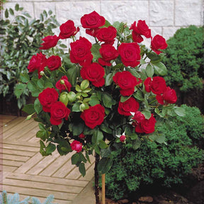 Stängelrosen - Stammrosen Mischung (Walztime, Sunsilk, Dame de Coeur) (x3) - Rosa 'walztime' 'sunsilk''dame de coeur'