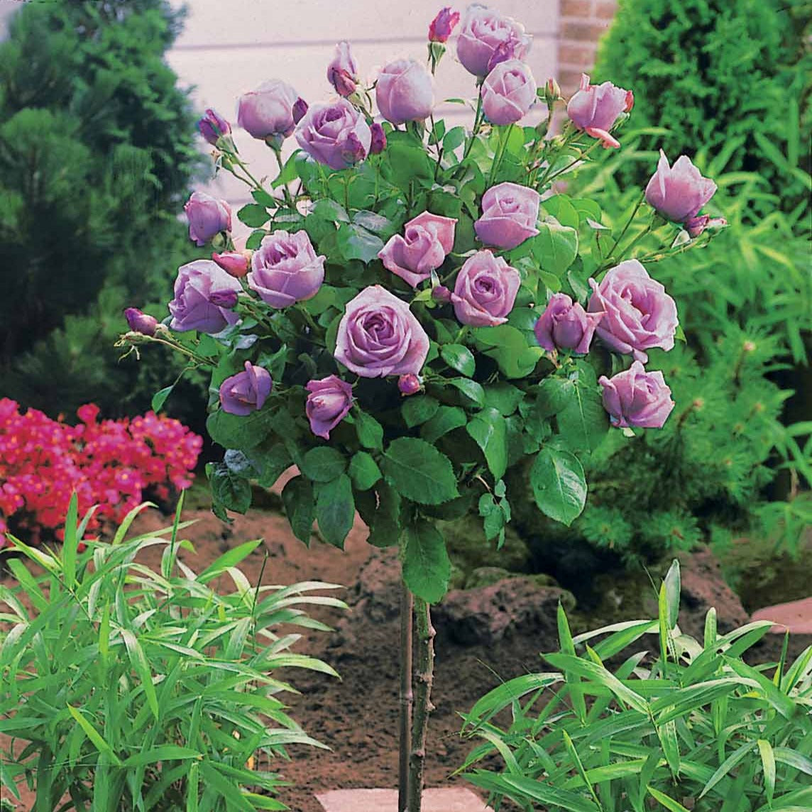 Verkauf Stammrosen Mischung (Walztime, Sunsilk, Dame de Coeur) (x3) - Rosa 'walztime' 'sunsilk''dame de coeur'