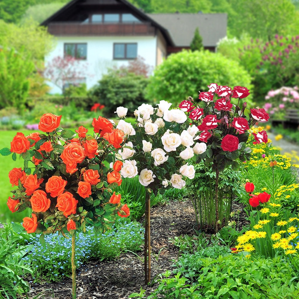 Stammrosen Mischung (Ramona, Korbin, Osiria) (x3) - Rosa 'ramona', 'korbin', 'osiria' - Willemse