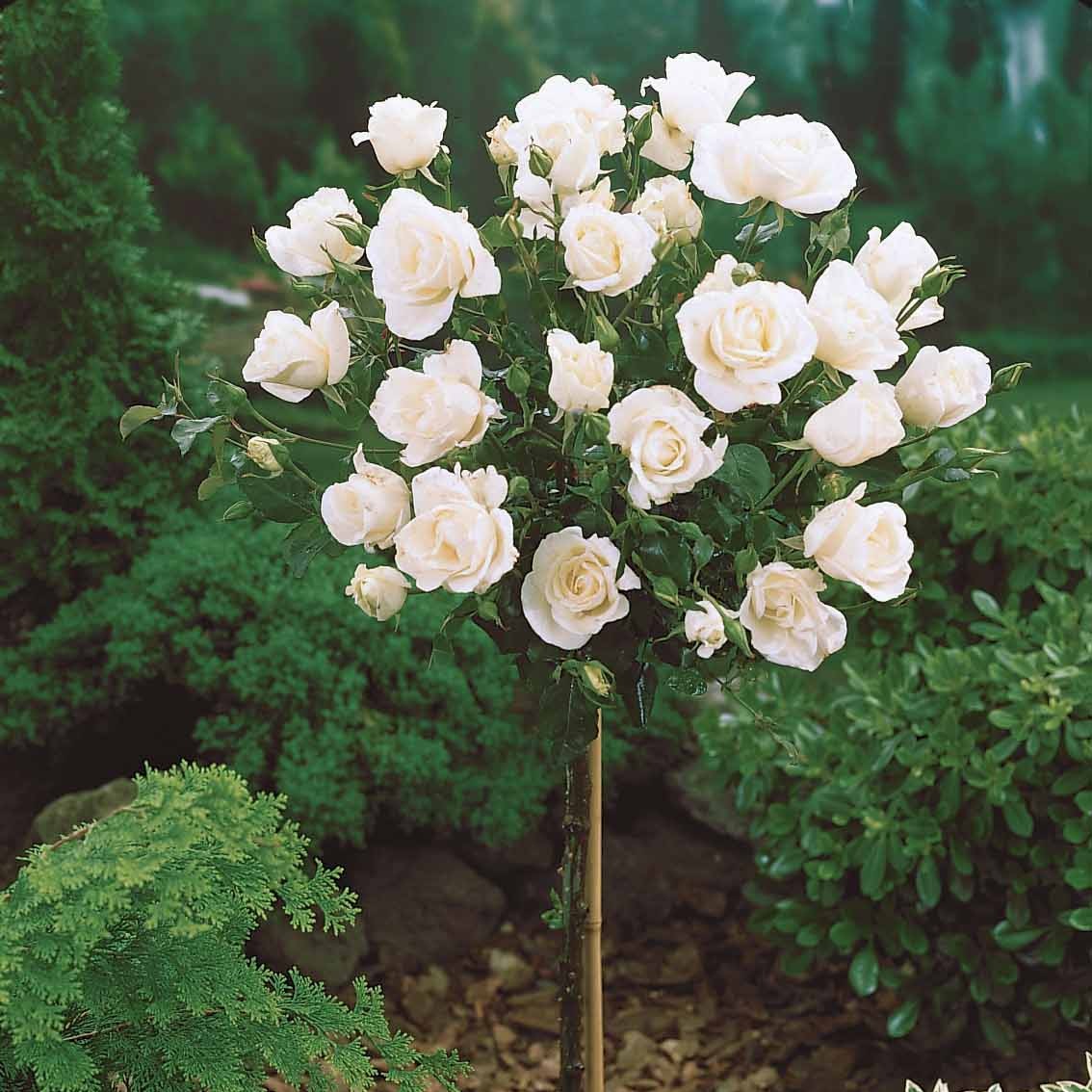 Stängelrosen - Stammrosen Mischung (Ramona, Korbin, Osiria) (x3) - Rosa 'ramona', 'korbin', 'osiria'