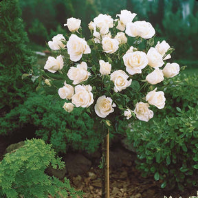 Stängelrosen - Stammrosen Mischung (Ramona, Korbin, Osiria) (x3) - Rosa 'ramona', 'korbin', 'osiria'