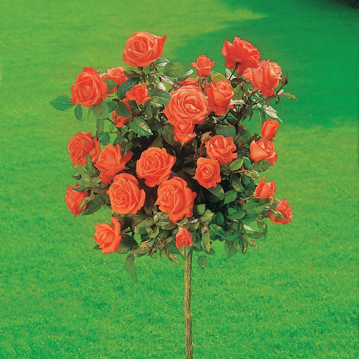 Verkauf Stammrosen Mischung (Ramona, Korbin, Osiria) (x3) - Rosa 'ramona', 'korbin', 'osiria'